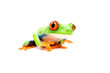 Leinwandbild Motiv frog closeup on white