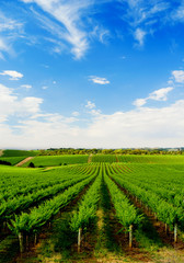 Wall Mural -  Green Vineyard