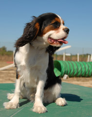 Poster - cavalier king charles