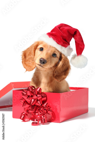Foto-Vorhang - Santa puppy (von Barbara Helgason)