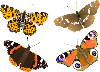 Poster - illustration  butterfly collection