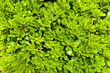 Saturated green leaves background