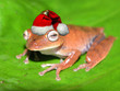 Christmas frog
