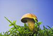 Moshroom in moss