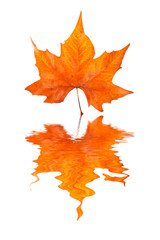 Wall Mural - Maple leaf reflected