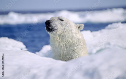 Foto-Kissen - Polar bear in ice floe (von outdoorsman)