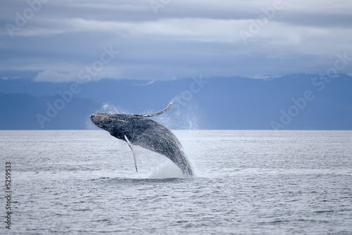 Foto-Fahne - Humpback whale breach (von outdoorsman)