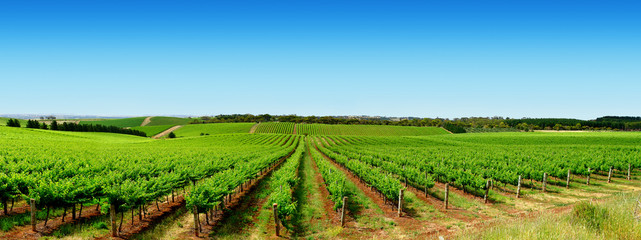 Wall Mural - Green Vineyard Landscape