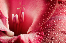 Red Flower Closeup