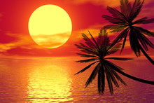 Red Sunset And Palm