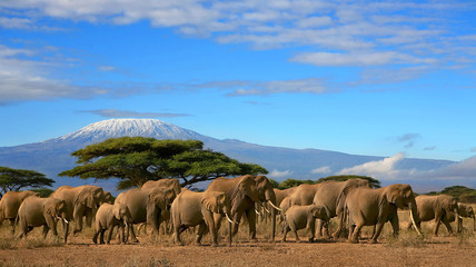 kilimanjaro with elephant herd