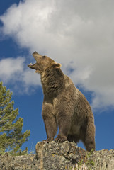 Grizzly bear roaring