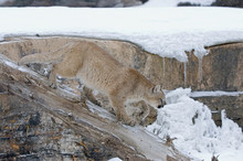 Cougar In Winter