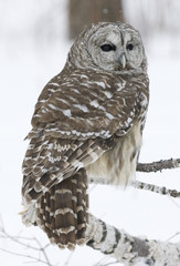 Poster - barred owl