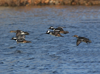 Fototapete - Hooded Mergansers Flying Over The Atlantic