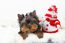 Yorkshire Terrier Puppy With A Snowman