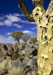 Wall Mural - Weird Trees