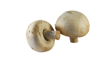 mushroom