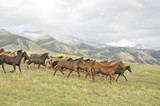 Fototapeta Konie - Horses stampeding to avoid roudup. Horse ranch in Montana