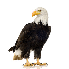 Wall Mural - Bald Eagle (22 years) - Haliaeetus leucocephalus