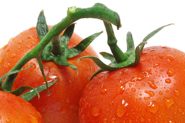 Wall Mural - Tomatoes with water droplets