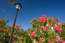 Black Lamp Post By Red Flowers With Blue Sky Background