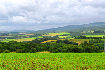 Wall Mural - Agricultural landscape