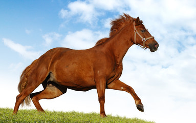 Canvas Print - red chestnut mare