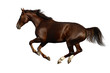gallop horse