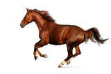 Fototapeta Konie - Gallop horse
