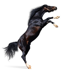 Canvas Print - arabian black stallion