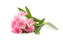 Pink Oleander Flower On Isolated White Background