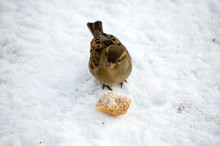 Urban Sparrow With A Piece Of Bread On The Snow