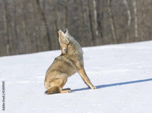 Cuadros en Lienzo Coyote howling in winter..Photographed in Northern Minnesota