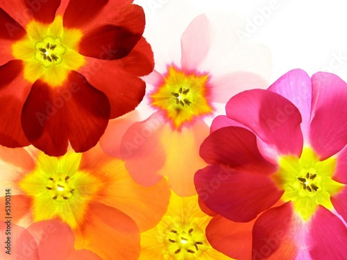 zakonczenie-primula-kwiat-przeciw-bialemu-tlu