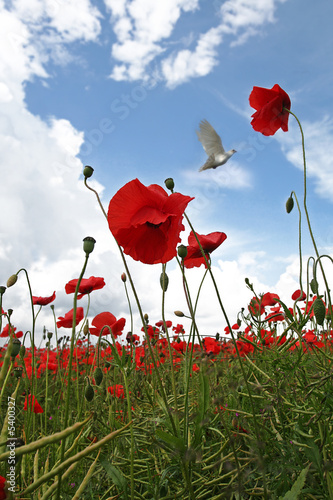 Fototapeta na drzwi i meble Fields of Peace