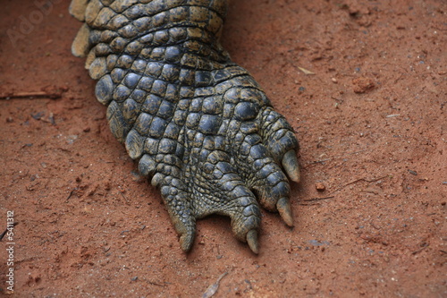 Gros Plan Patte De Crocodile Stock Photo Adobe Stock Gros Plan Patte De Crocodile Stock Photo Adobe Stock