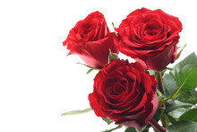 Three Beautiful Red Roses Isolated On White
