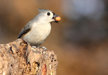 Tufted Titmouse With A Peanut