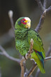 The Yellow Lored Parrot (Amazona xantholora) 