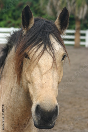 Buckskin Mustang Stock Photo Adobe Stock