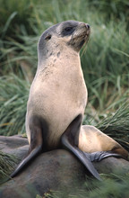 Fur Seal In South Georgia