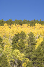 Blue Sky And Aspen Trees In Rocky Mountain National Park