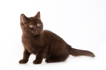  Brown british kitten on white background