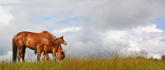 Canvas Print - horses in a field