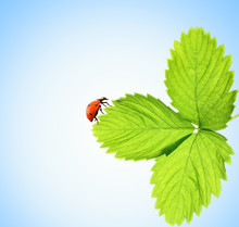 Ladybug Sitting On A Green Leaf