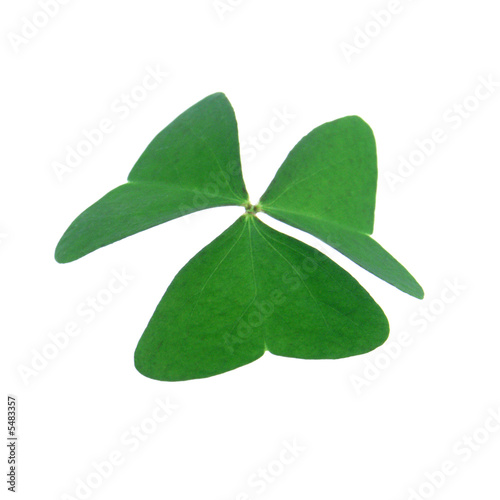 Trefle A 3 Feuilles Photo Stock Adobe Stock Trefle A 3 Feuilles Photo Stock Adobe Stock