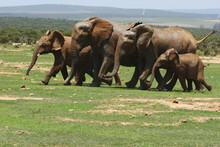 Herd Of Elephants Running Towards A Waterhole