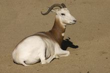 Dama Gazelle A West African Gazelle Of The Sahara