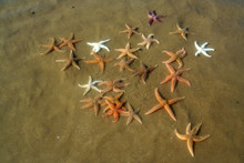 A Lot Of Starfish